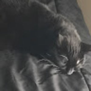 Meet your Posher, Jamil